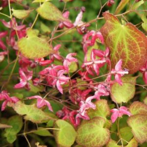 Extrakt z rastliny Epimedium Extrakt z rastliny Epimedium